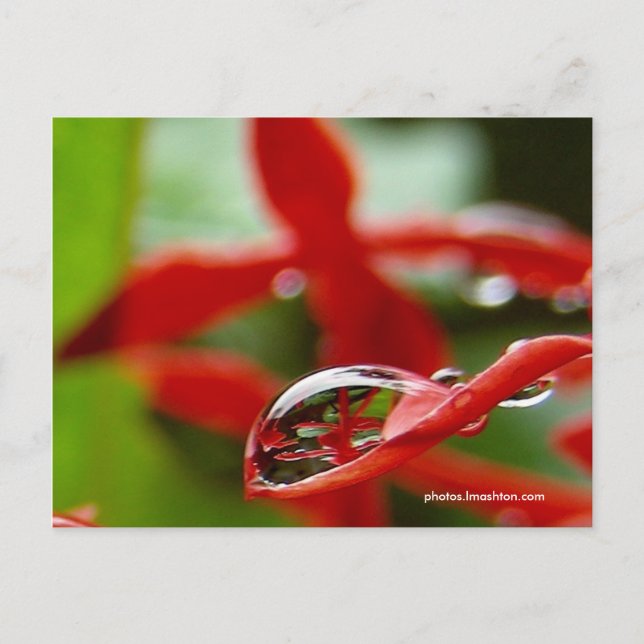 Cartão Postal Flores Vermelhas em uma Chuva (Frente)