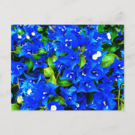 Cartão Postal Flores Vibrantes de Bougainvillea Azul