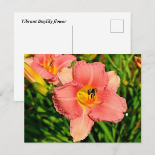 Cartão Postal Flores vibrantes de lírio-dia
