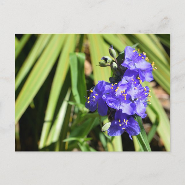 Cartão Postal Flores Vibrantes de Spiderwort (Frente)