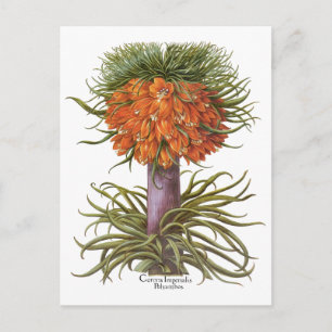 Cartão Postal Flores Vintage Fritillaria por Basilius Besler