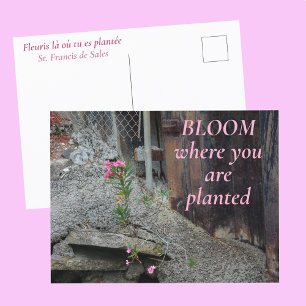 Cartão Postal Floresça Onde Você Está Plantada Flor de Rosa