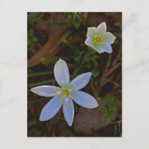 Cartão Postal florescer em branco