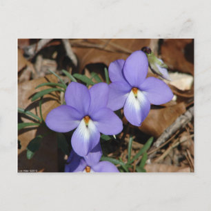 Cartão Postal FloresSilvestres Violeta Pata de Pássaro III Prese