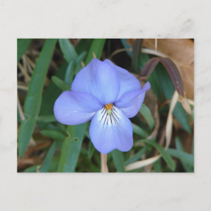 Cartão Postal FloresSilvestres Violeta Pata de Pássaro IV Presen
