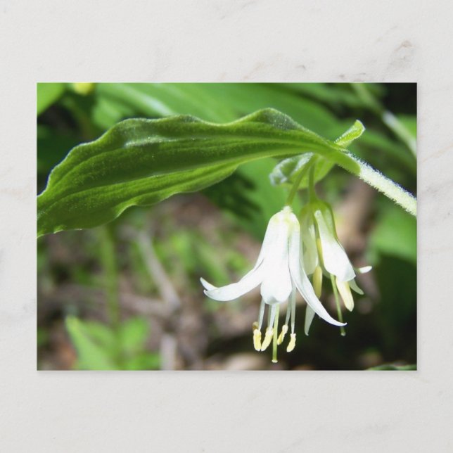 Cartão Postal Floresta (Frente)