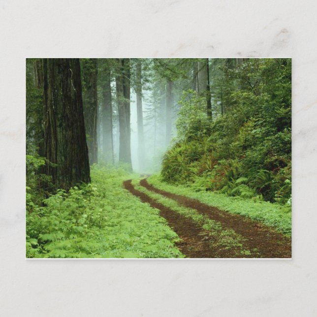 Cartão Postal Floresta (Frente)