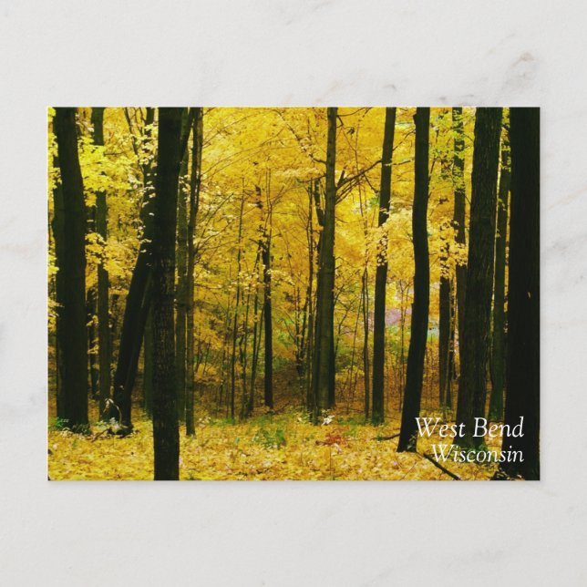Cartão Postal Floresta Amarela de outono (Frente)