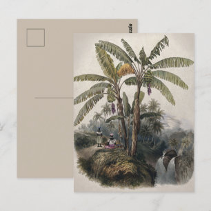 Cartão Postal Floresta Antiga de Bananeiras Tropicais   Bota Vin