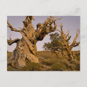 Cartão Postal Floresta Antiga de Bristlecone, Montanhas Brancas,