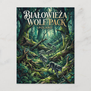 Cartão Postal Floresta Białowieża Polônia