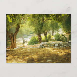 Cartão Postal Floresta bonita
