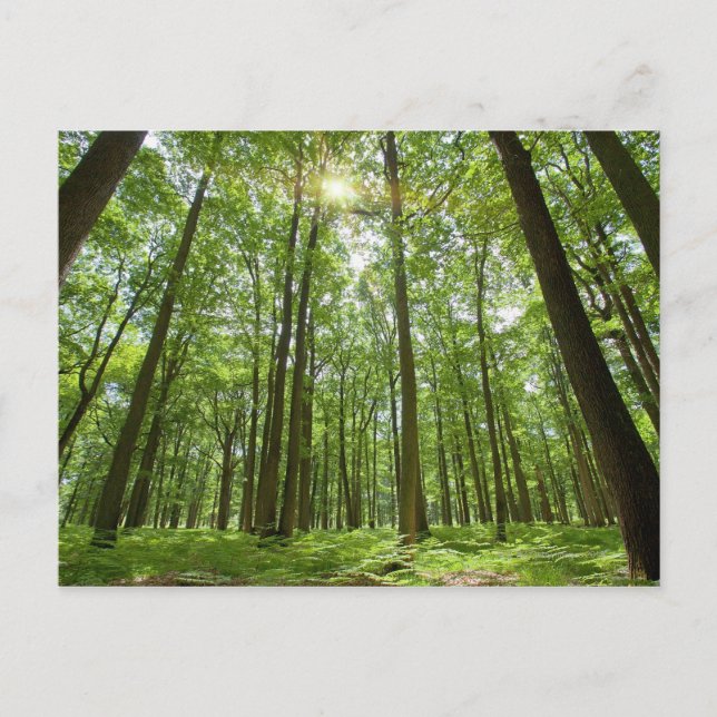 Cartão Postal Floresta com Sol Atrás (Frente)