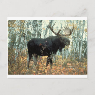 Cartão Postal Floresta de Alces Parque Árvores Animal Vida Selva
