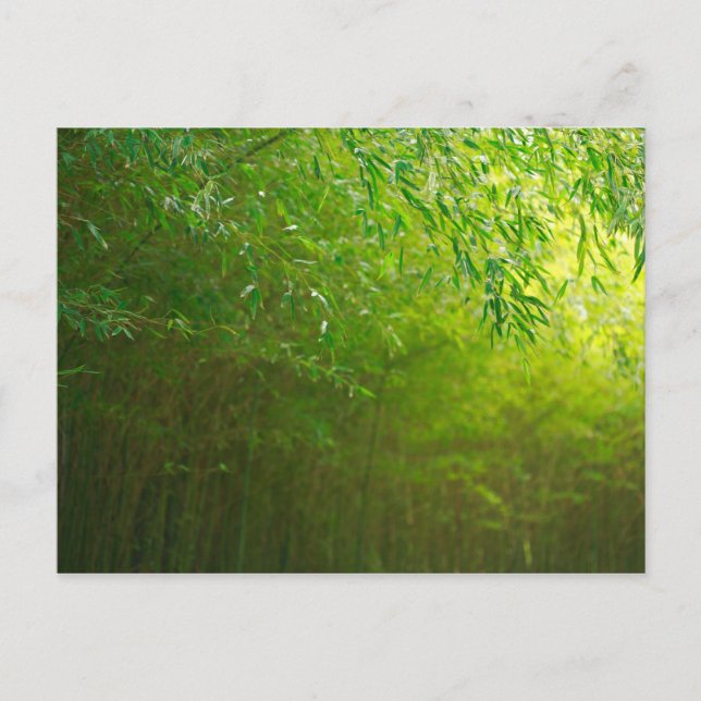 Cartão Postal Floresta de bambu (Frente)