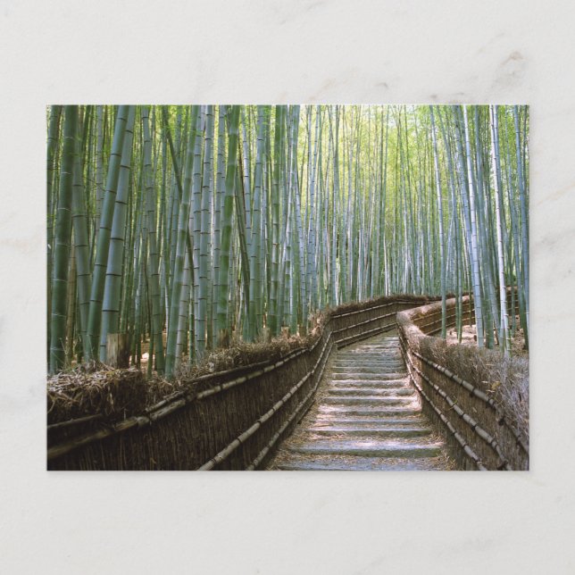 Cartão Postal Floresta de Bambu: Kyoto, Japão (Frente)