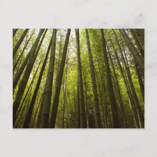Cartão Postal Floresta de Bambu: Sagano, Quioto