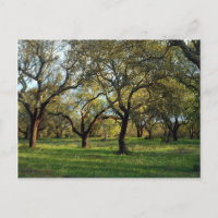 Floresta de carvalho de Cork, Alentejo, Portugal n