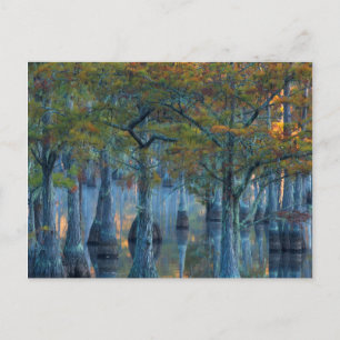 Cartão Postal Floresta de Ciprestes