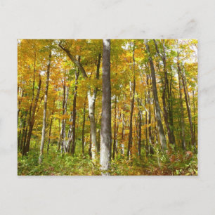 Cartão Postal Floresta de Folhas Amarelas Paisagem de Outono