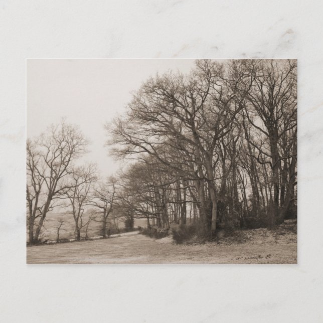 Cartão Postal Floresta de inverno (Frente)