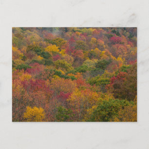 Cartão Postal Floresta de Madeira em Randolph County, Virgínia O