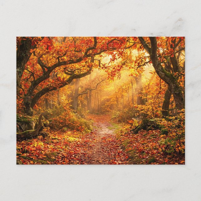 Cartão Postal Floresta de Outono (Frente)
