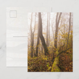 Cartão Postal Floresta de Outono Atmosférica na Névoa