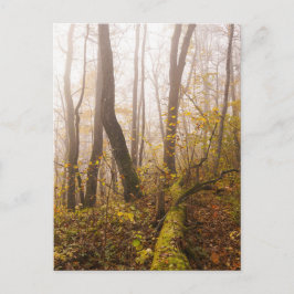 Cartão Postal Floresta de Outono Atmosférica na Névoa