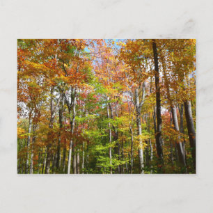 Cartão Postal Floresta de Outono II Fotografia de Paisagem de Ou