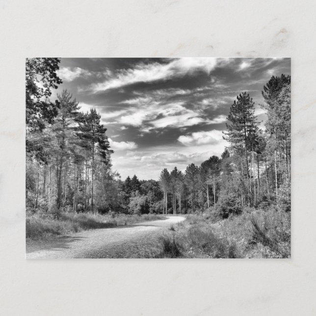 Cartão Postal Floresta de Prata (Frente)