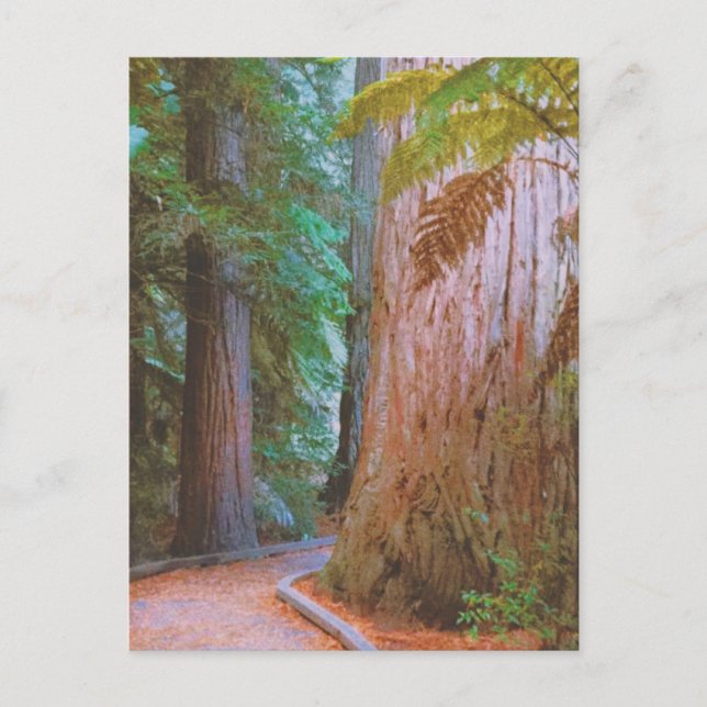 Cartão Postal Floresta de Wakawakareva (Frente)