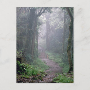 Cartão Postal Floresta em nuvem, Monte Kilimanjaro, Tanzânia