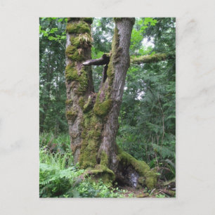 Cartão Postal Floresta em Verde