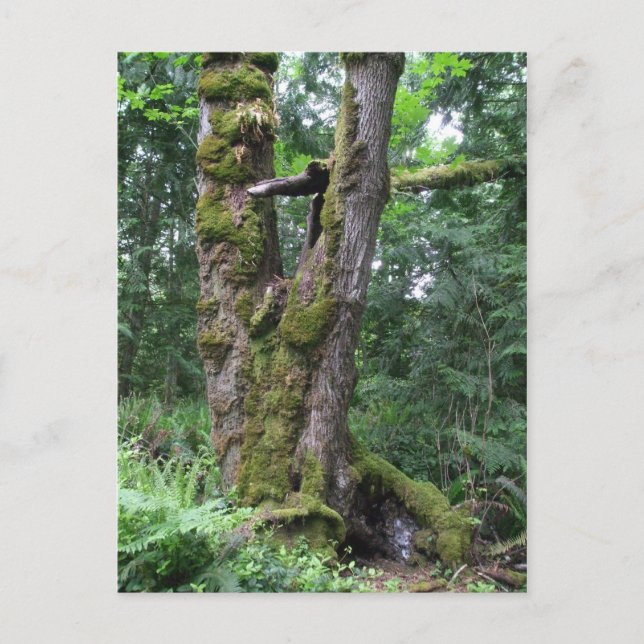 Cartão Postal Floresta em Verde (Frente)