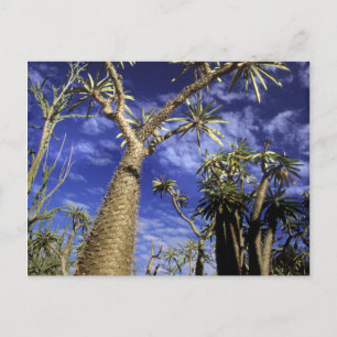 Cartão Postal Floresta Espinhosa Formada Por Árvores Pachypodium