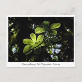 Cartão Postal Floresta Harenna Etiópia