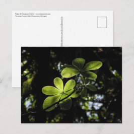 Cartão Postal Floresta Harenna Etiópia