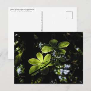 Cartão Postal Floresta Harenna Etiópia