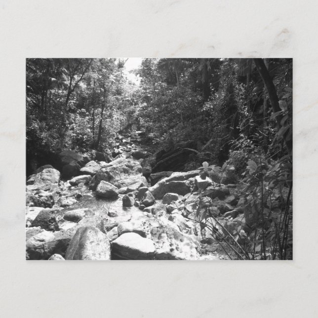 Cartão Postal Floresta húmida do nacional do EL Yunque (Frente)