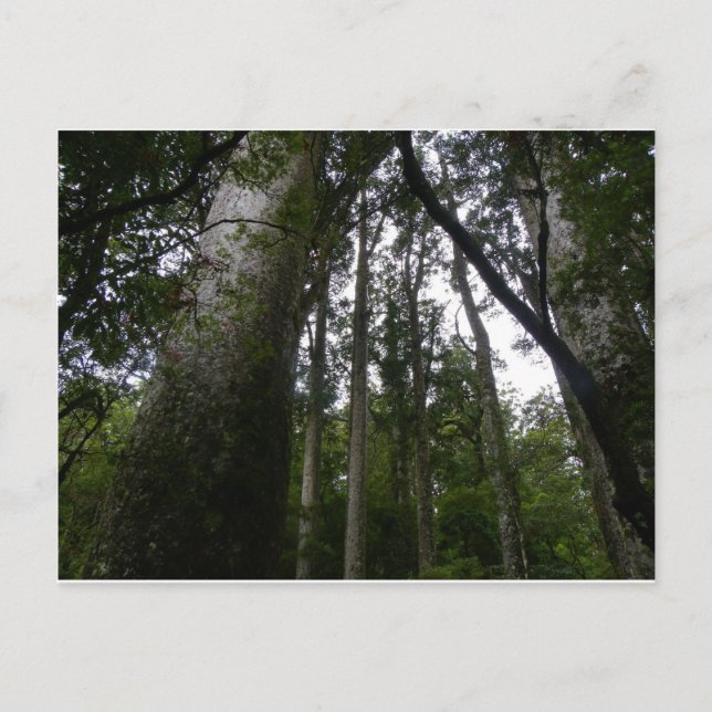 Cartão Postal Floresta Kauri (Frente)