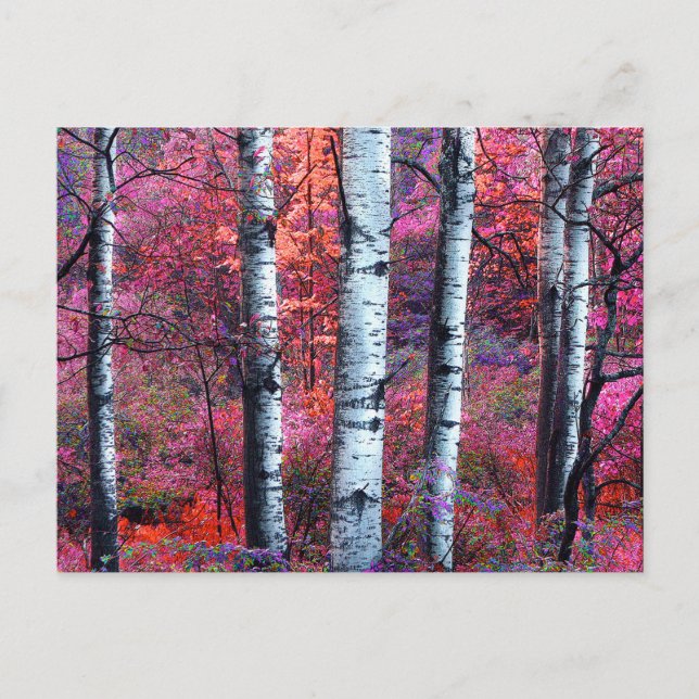 Cartão Postal Floresta Mágica (Frente)