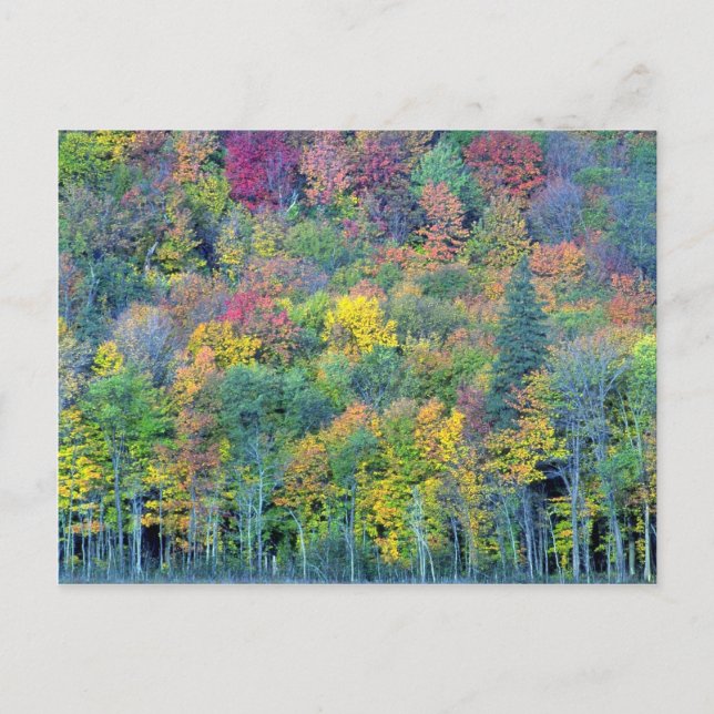 Cartão Postal Floresta mista de madeira dura, Parque de Gatineau (Frente)