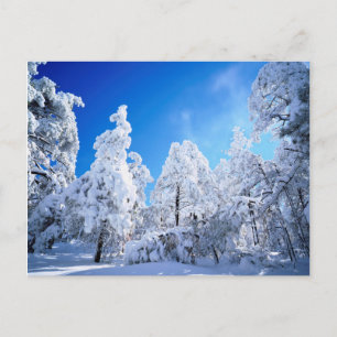 Cartão Postal Floresta Nacional Cleveland