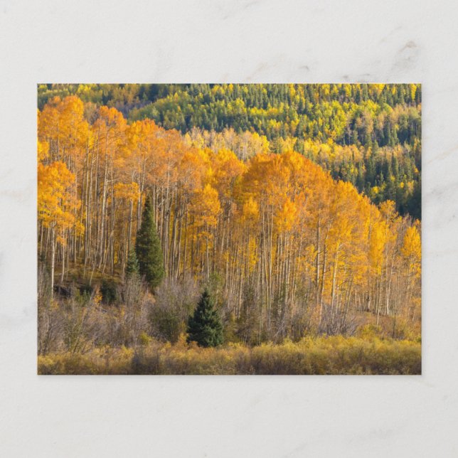 Cartão Postal Floresta Nacional de Gunnison (Frente)