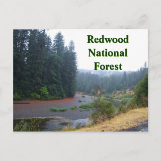Cartão Postal Floresta Nacional de Redwood