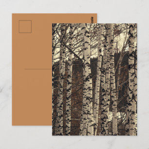 Cartão Postal Floresta Natureza da Árvore de Bétula