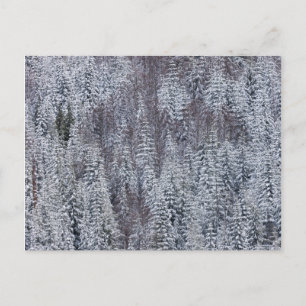 Cartão Postal Floresta Neve, Monte Rainier National Park