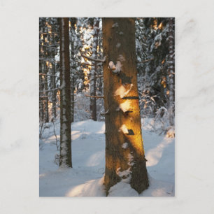 Cartão Postal Floresta no inverno