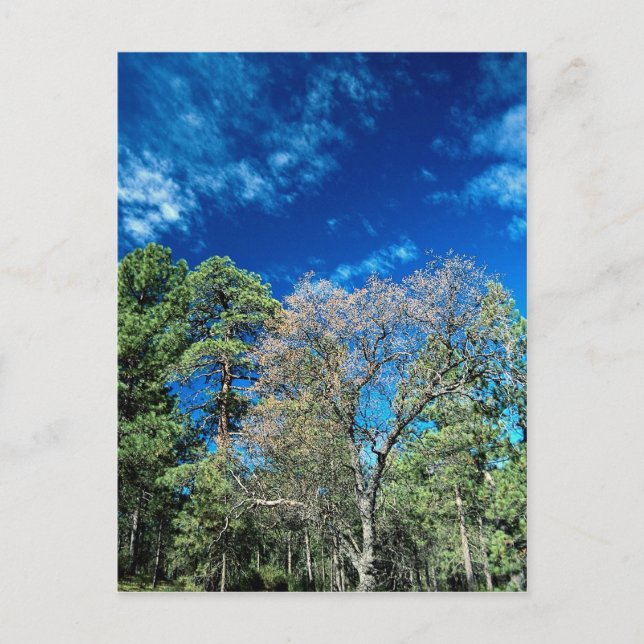 Cartão Postal Floresta no Monte Laguana, Parque Estadual de Clev (Frente)